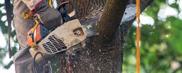 La Crosse, KS Tree Care Services Company