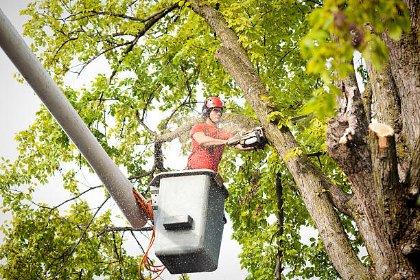 How Our Tree Care Process Works  in  La Crosse, KS